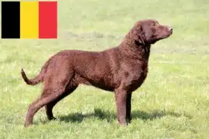Read more about the article Criadores de Chesapeake Bay Retriever e cachorros na Bélgica