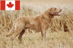 Read more about the article Criadores de Chesapeake Bay Retriever e cachorros no Canadá