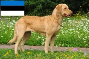Read more about the article Criadores de Chesapeake Bay Retriever e cachorros na Estónia