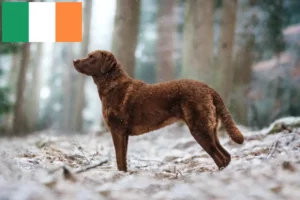 Read more about the article Criadores de Chesapeake Bay Retriever e cachorros na Irlanda