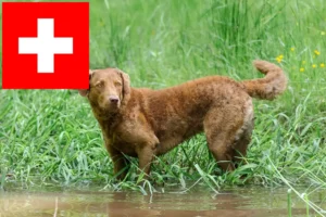 Read more about the article Criadores de Chesapeake Bay Retriever e cachorros na Suíça