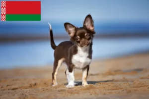 Read more about the article Criadores de Chihuahua e cachorros na Bielorrússia