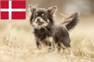 Read more about the article Criadores de Chihuahua e cachorros na Dinamarca