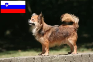 Read more about the article Criadores de Chihuahua e cachorros na Eslovénia