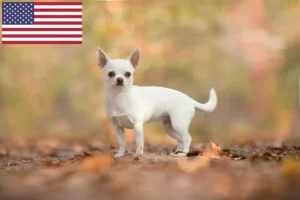 Read more about the article Criadores de Chihuahua e cachorros nos EUA