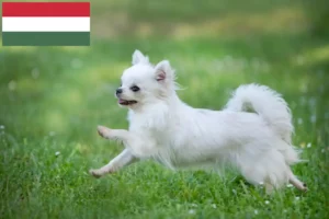 Read more about the article Criadores de Chihuahua e cachorros na Hungria