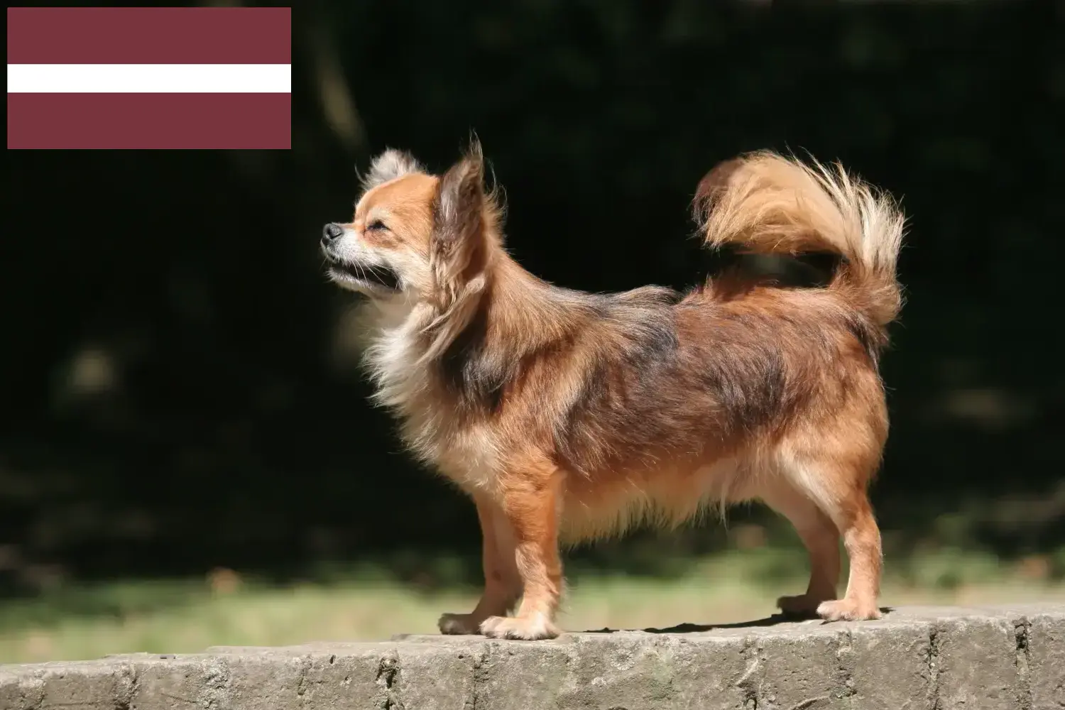 Chihuahua cachorros e criadores Letónia Encontre aqui criadores de Chihuahua na Letónia.