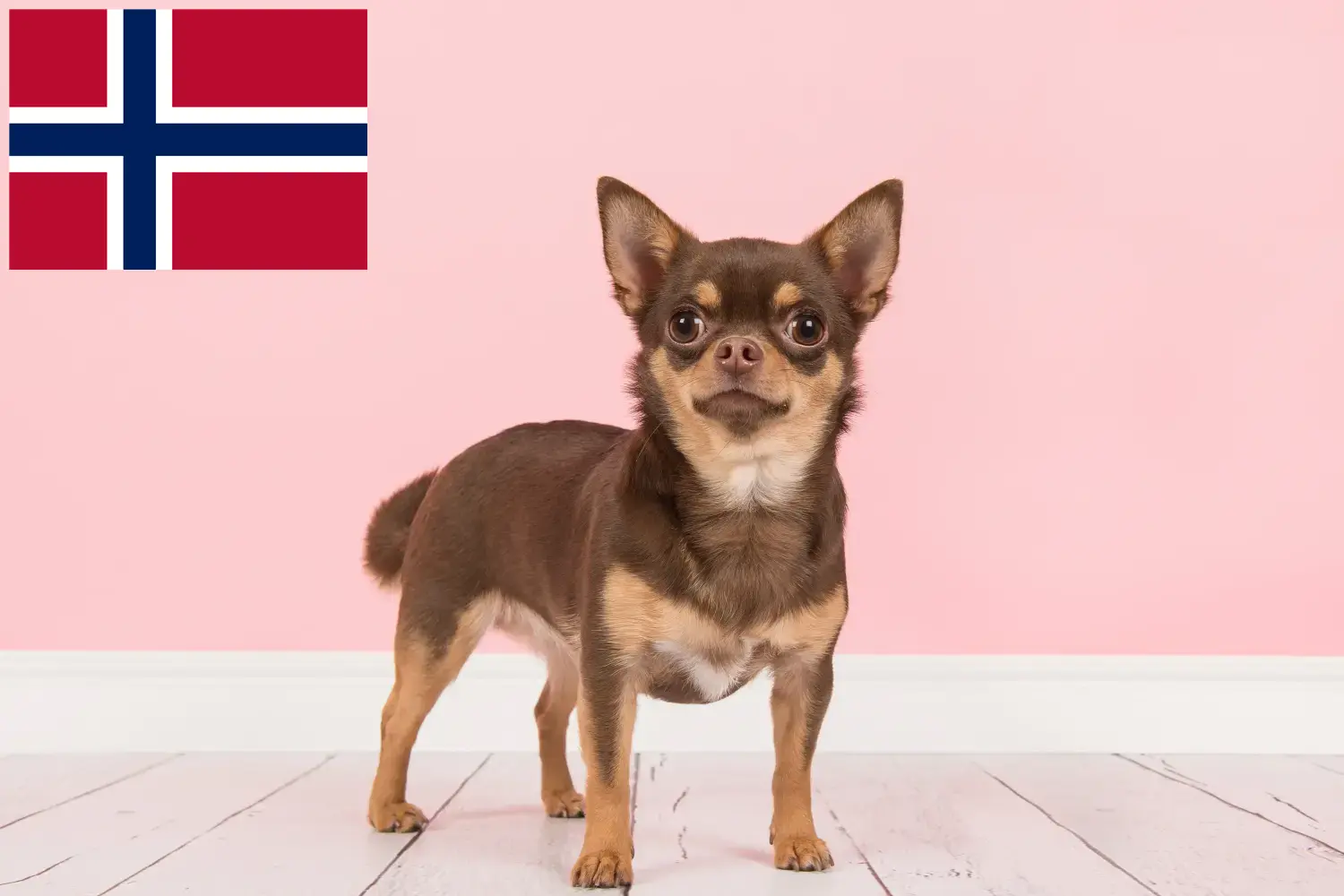 Chihuahua cachorros e criadores Noruega Encontre aqui criadores de Chihuahua na Noruega.