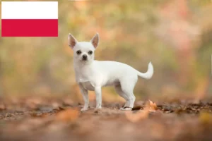 Read more about the article Criadores de Chihuahua e cachorros na Polónia