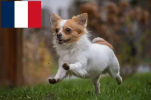 Read more about the article Criadores de Chihuahua e cachorros na Reunião