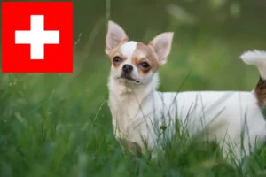 Read more about the article Criadores de Chihuahua e cachorros na Suíça