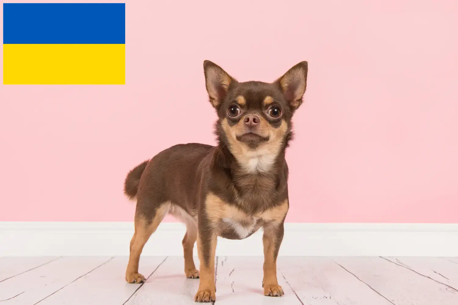 Chihuahua cachorros e criadores Ucrânia Encontre aqui criadores de Chihuahua na Ucrânia.