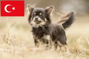 Read more about the article Criadores de Chihuahua e cachorros na Turquia