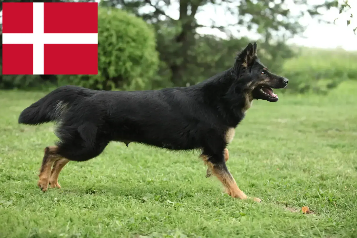 Chodský pes cachorros e criadores Dinamarca Aqui pode encontrar criadores de Chodský pes na Dinamarca.