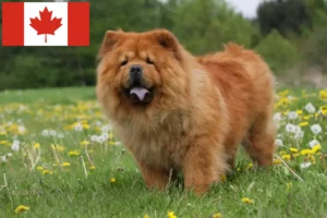 Read more about the article Chow Chow criadores e cachorros no Canadá