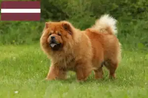 Read more about the article Chow-Chow criadores e cachorros na Letónia