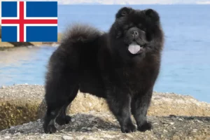 Read more about the article Chow-Chow criadores e cachorros na Islândia