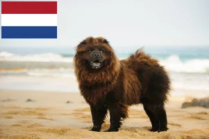 Read more about the article Chow Chow criadores e cachorros nos Países Baixos