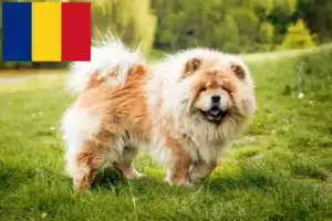 Read more about the article Chow-Chow criadores e cachorros em Roménia