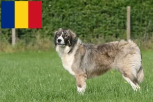 Read more about the article Ciobănesc Românesc Carpatin criadores e cachorros na Roménia