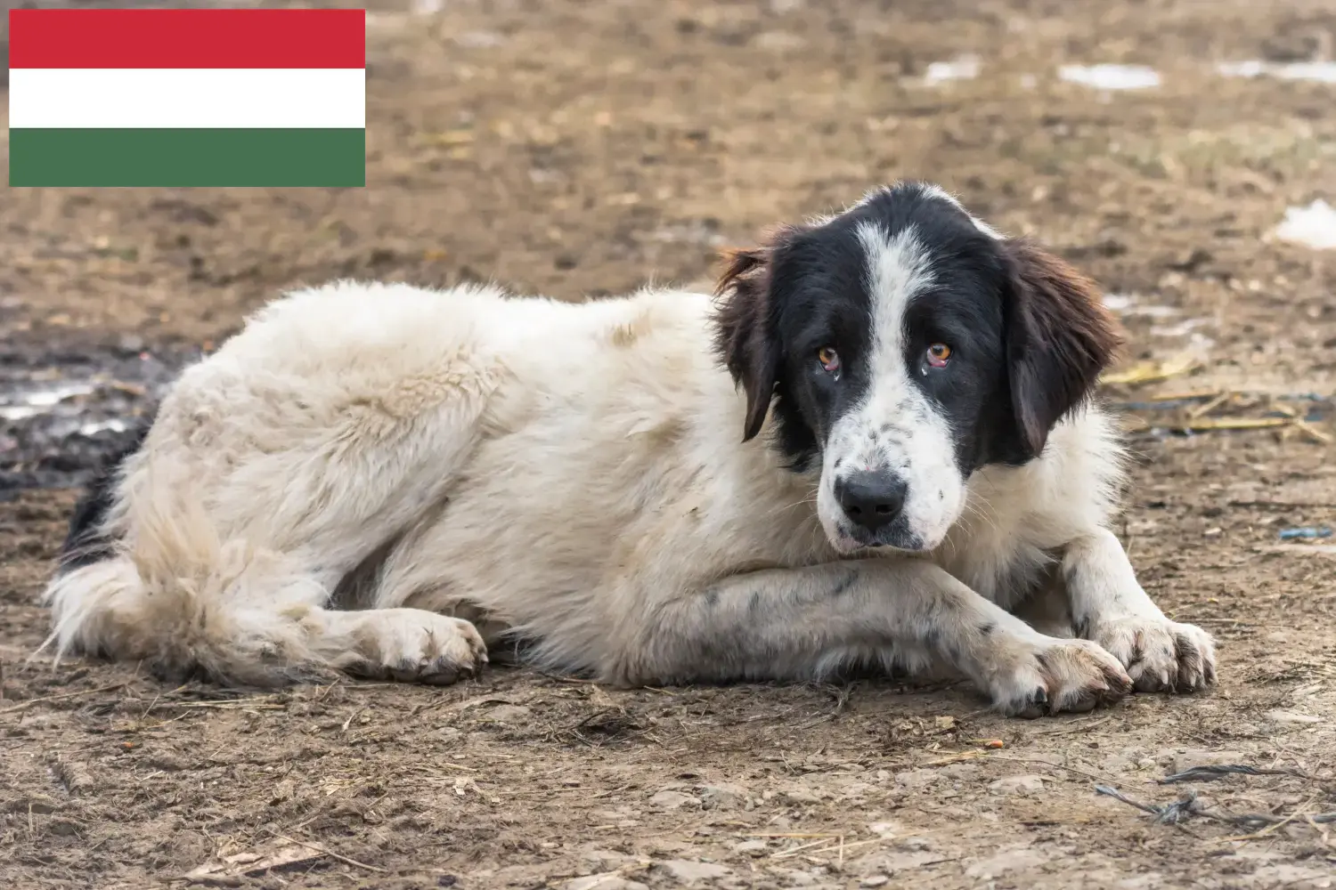 Ciobănesc Românesc de Bucovina cachorros e criadores Hungria Aqui pode encontrar criadores de Ciobănesc Românesc de Bucovina na Hungria.