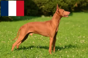 Read more about the article Cirneco dell’ Etna criadores e cachorros em França