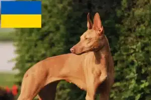 Read more about the article Cirneco dell’ Etna criadores e cachorros na Ucrânia