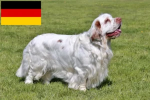 Read more about the article Criadores de Clumber Spaniel e cachorros na Alemanha