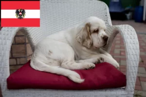 Read more about the article Criadores de Clumber Spaniel e cachorros na Áustria
