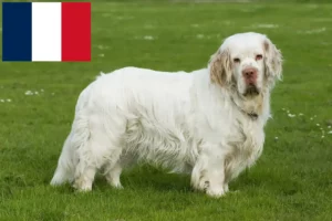 Read more about the article Criadores de Clumber Spaniel e cachorros em França