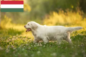 Read more about the article Criadores de Clumber Spaniel e cachorros na Hungria
