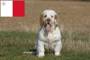 Read more about the article Criadores de Clumber Spaniel e cachorros em Malta