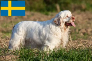 Read more about the article Criadores de Clumber Spaniel e cachorros na Suécia