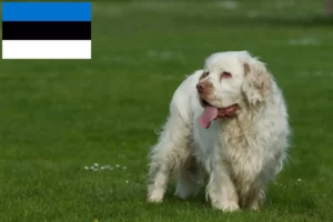 Read more about the article Criadores de Clumber Spaniel e cachorros na Estónia