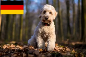 Read more about the article Criadores de Cockapoo e cachorros na Alemanha