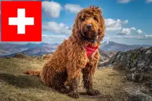 Read more about the article Criadores de Cockapoo e cachorros na Suíça