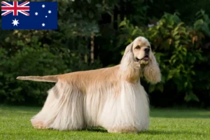 Read more about the article Criadores de Cocker Spaniel Americano e cachorros na Austrália