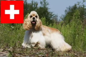 Read more about the article Criadores de Cocker Spaniel americano e cachorros na Suíça