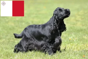 Read more about the article Criadores de Cocker Spaniel Inglês e cachorros em Malta