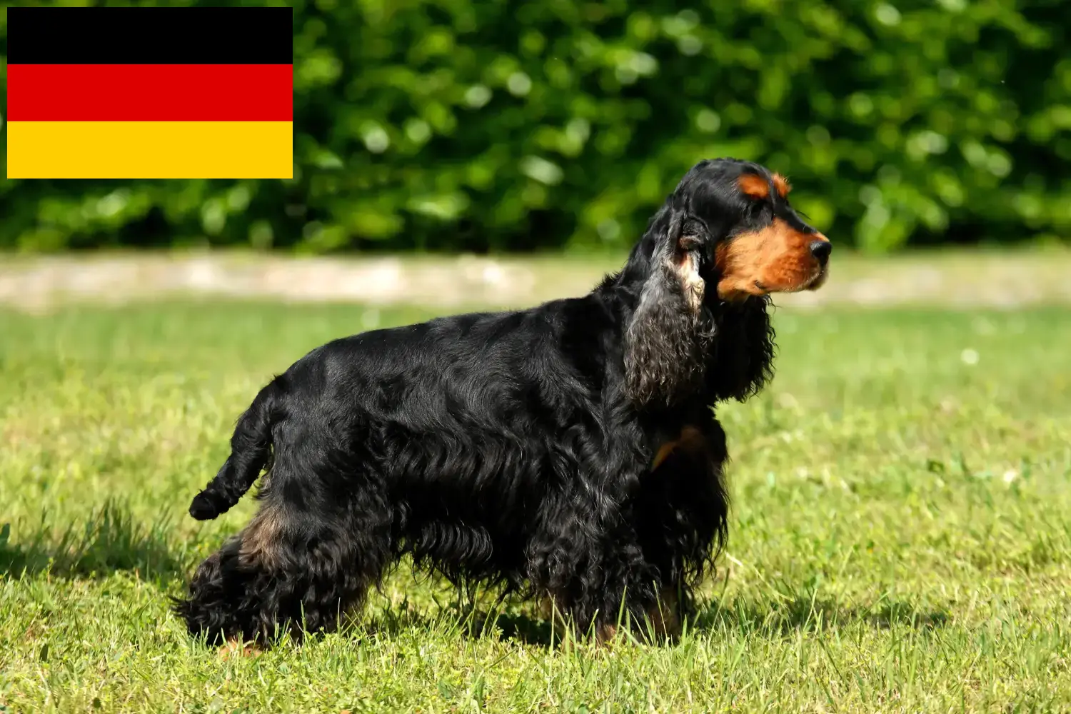 Cocker Spaniel inglês cachorros e criadores Alemanha Aqui pode encontrar criadores de Cocker Spaniels ingleses na Alemanha.