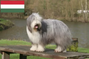 Read more about the article Criadores de Bearded Collie e cachorros na Hungria