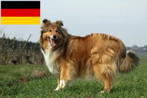 Read more about the article Criadores de Collie e cachorros na Alemanha