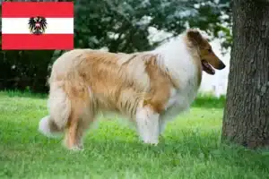 Read more about the article Criadores de Collie e cachorros na Áustria