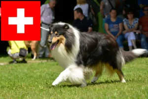 Read more about the article Criadores de Collie e cachorros na Suíça