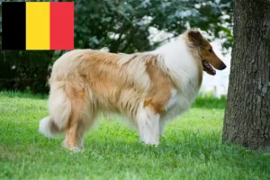 Read more about the article Criadores de Collie e cachorros na Bélgica