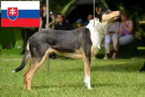 Read more about the article Criadores de Collie e cachorros na Eslováquia