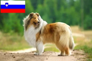 Read more about the article Criadores de Collie e cachorros na Eslovénia
