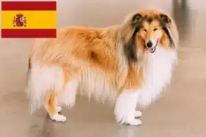Read more about the article Criadores de Collie e cachorros em Espanha