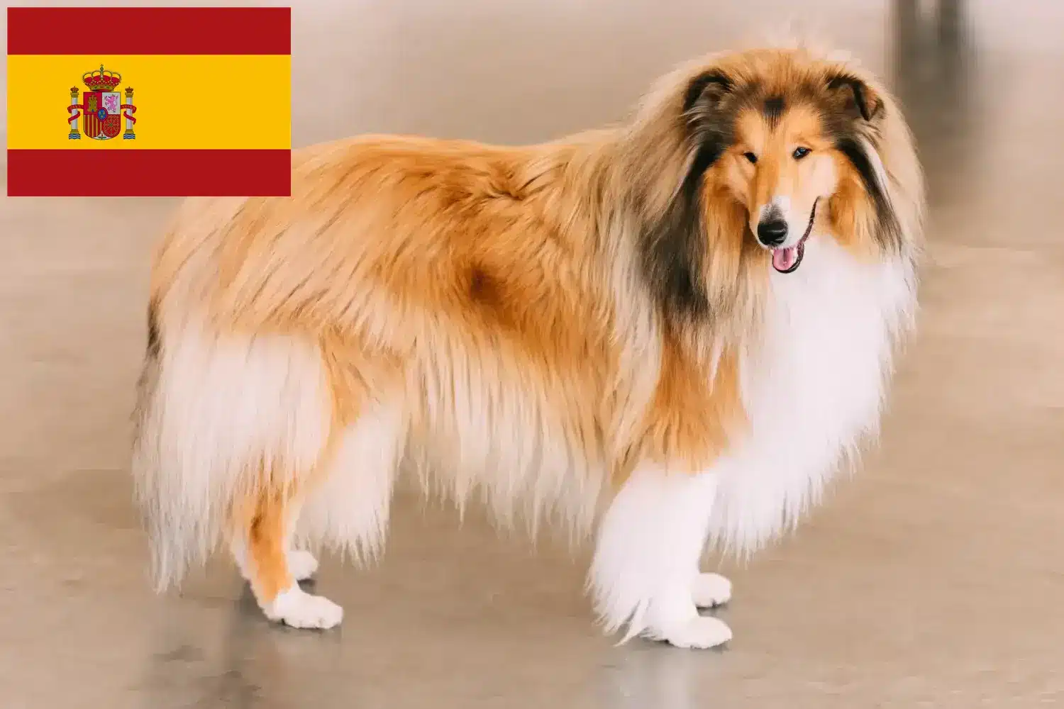Collie cachorros e criadores Espanha Aqui pode encontrar criadores de Collies em Espanha.