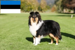 Read more about the article Criadores de Collie e cachorros na Estónia